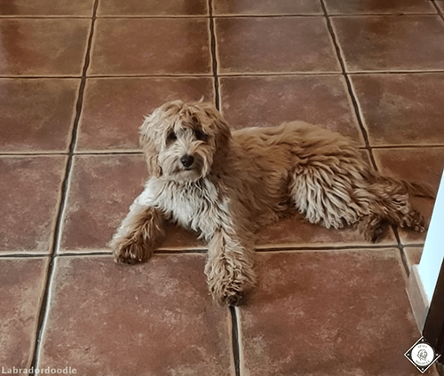 Moka, Labradoodle Australiano reproductora de Spaindoodles