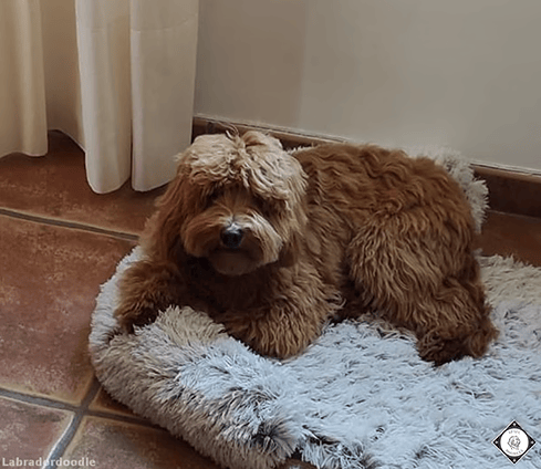 Nueve, Labradoodle Australiano reproductor de Spaindoodles