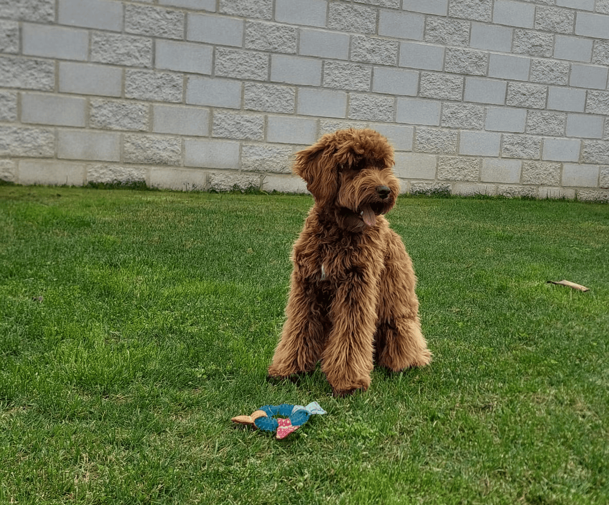 Kinder, cachorro macho de Labradoodle Australiano color chocolate, sentado en el césped