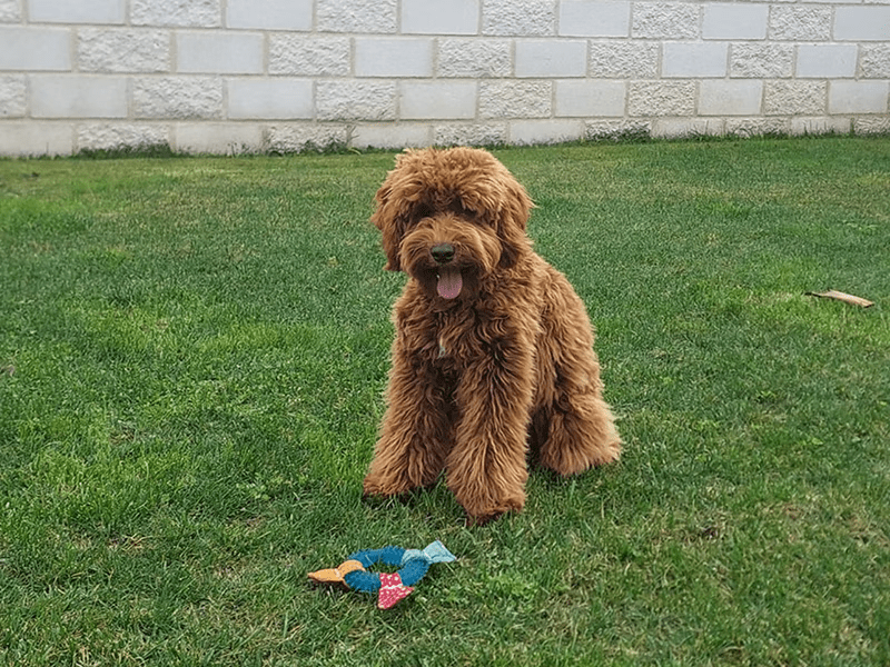 Kinder labradoodle australiano macho