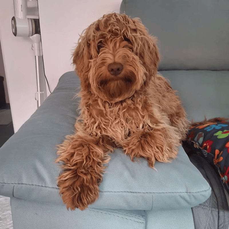 Labradoodle Australiano adulto de manto rojizo descansando en el sofá