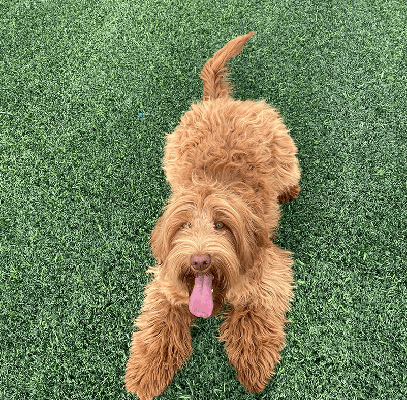 Marea, hembra de Labradoodle Australiano de manto rojizo, en el jardín