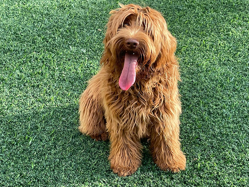 Marea, hembra de Labradoodle Australiano de manto rojizo, de frente en el jardín