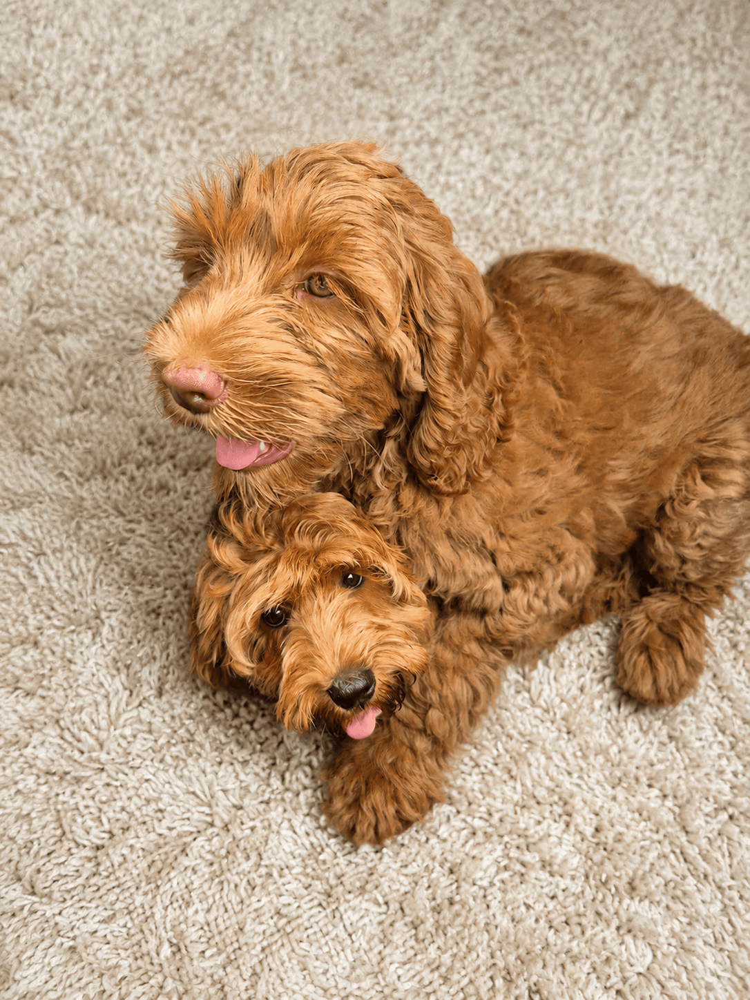 Cachorro de Labradoodle Australiano junto a su madre