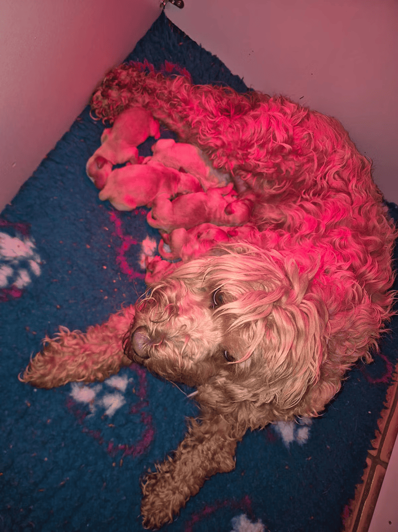 Camada de cachorros de Labradoodle Australiano recién nacidos