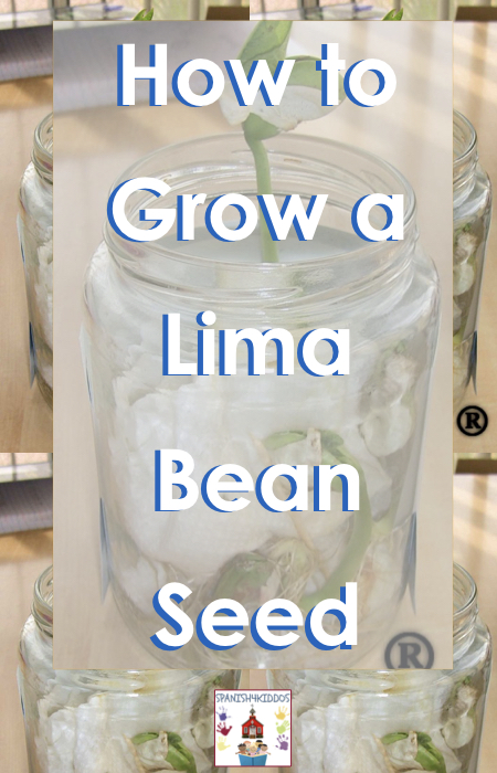 Lima bean paper towel experiment recipes with ingredients,nutritions,instructions and related. Easy Science Project For Kids How To Grow A Lima Bean Seed Spanish4kiddos