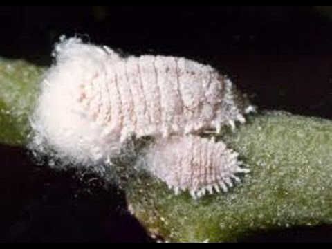 Cottony cushion scales (I have these bastards)