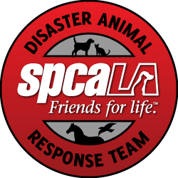 The beach isn't just for humans—animals of all species love relaxing in the sun and surf! Disaster Animal Response Team (DART) | spcaLA