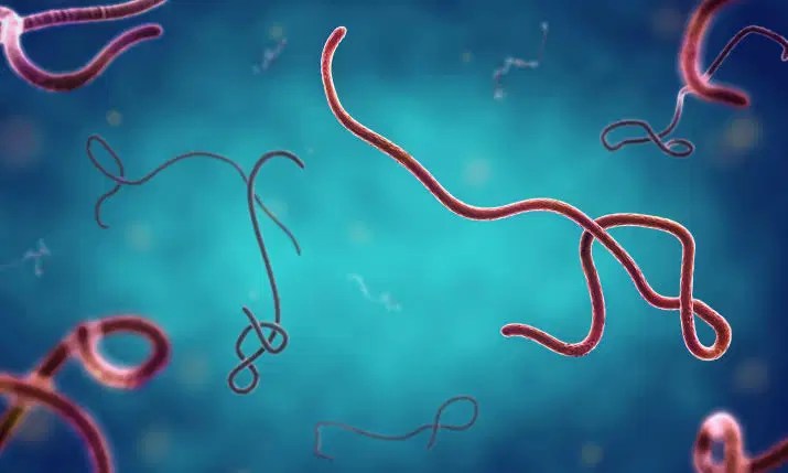 No Vaccine for Deadly Ebola Strain Detected in Nigeria, WHO Warns