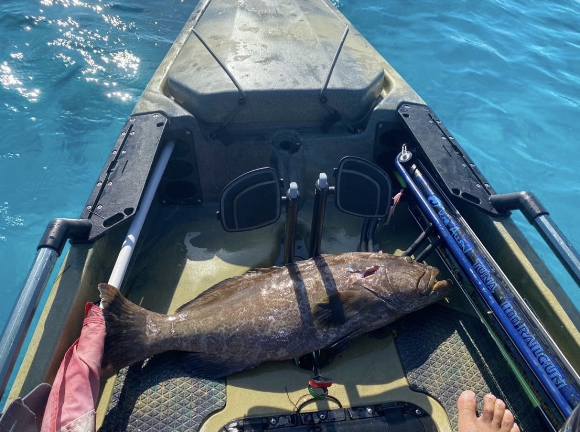 black grouper
