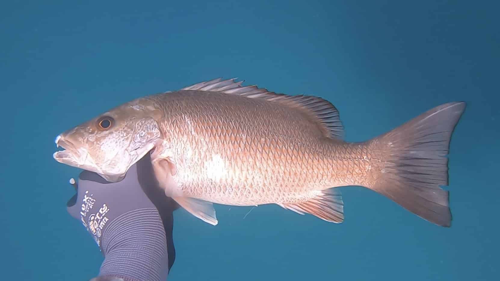 mangrove snapper