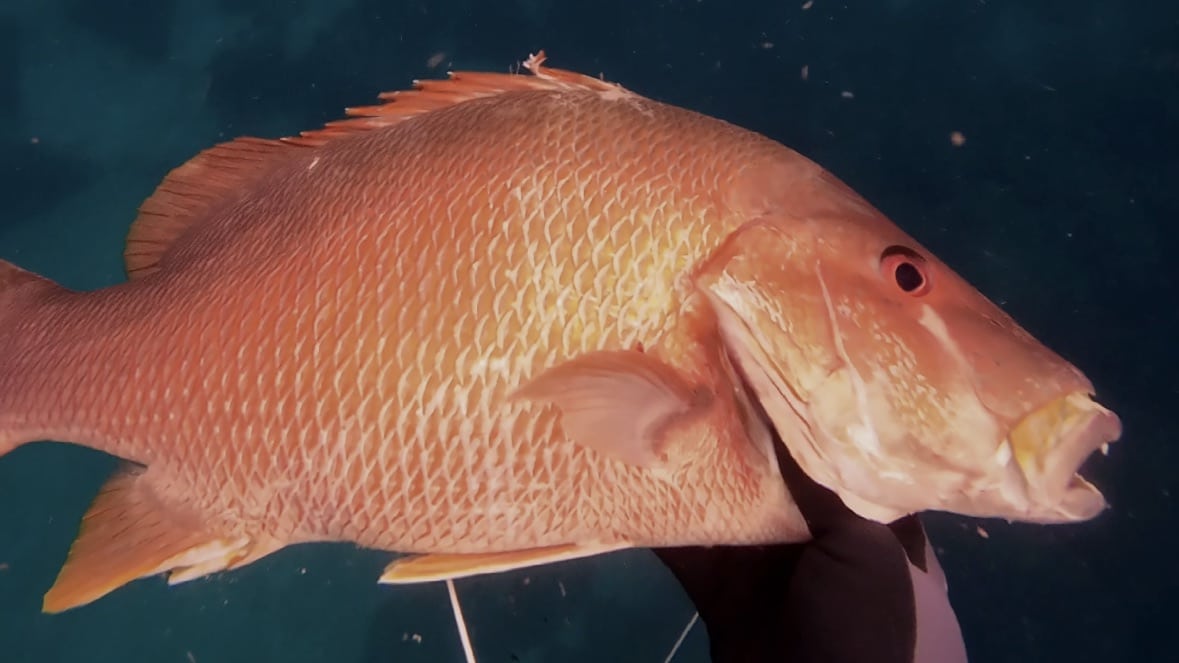 dog snapper