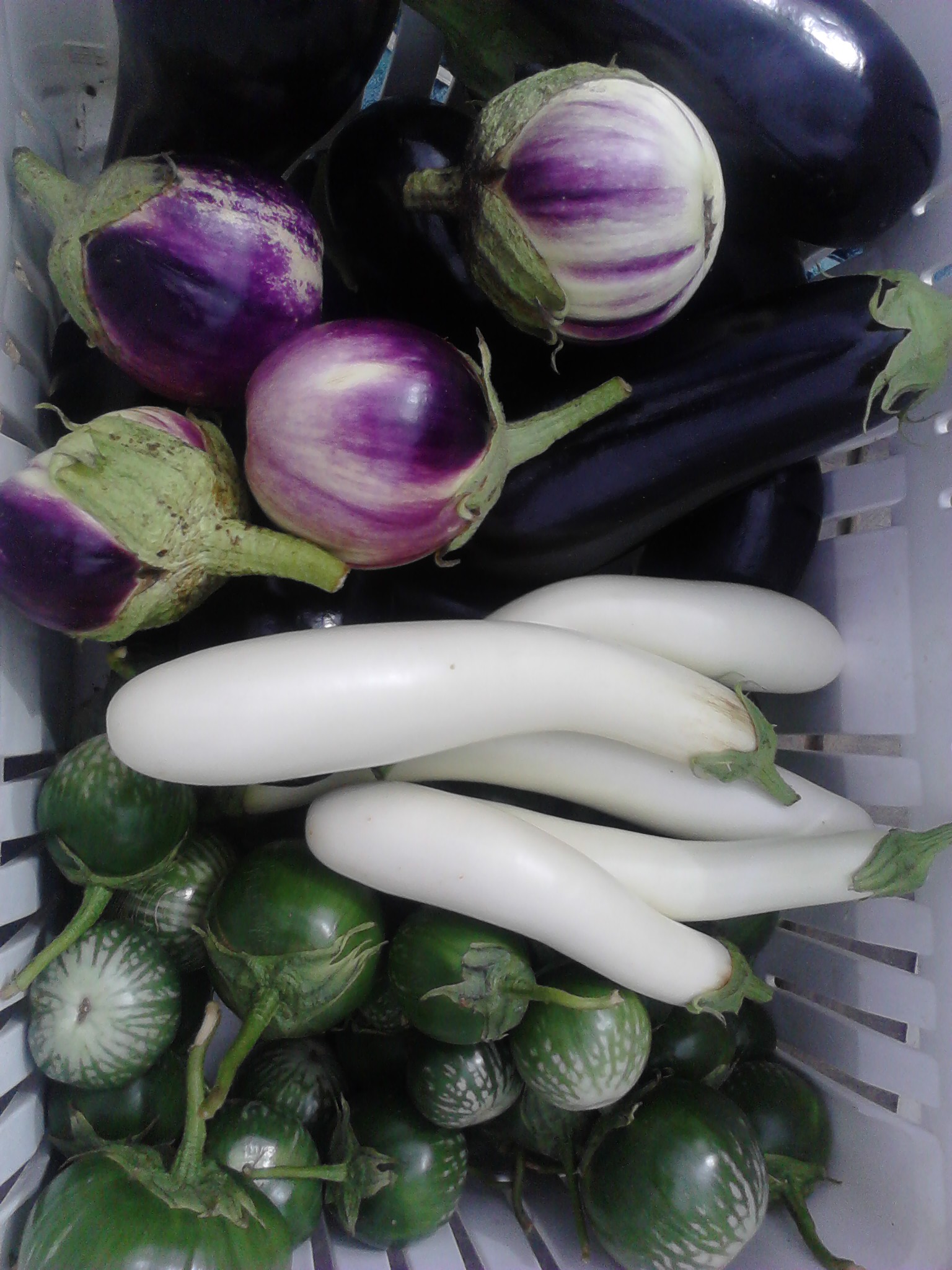 CSA Sep 23 Eggplant