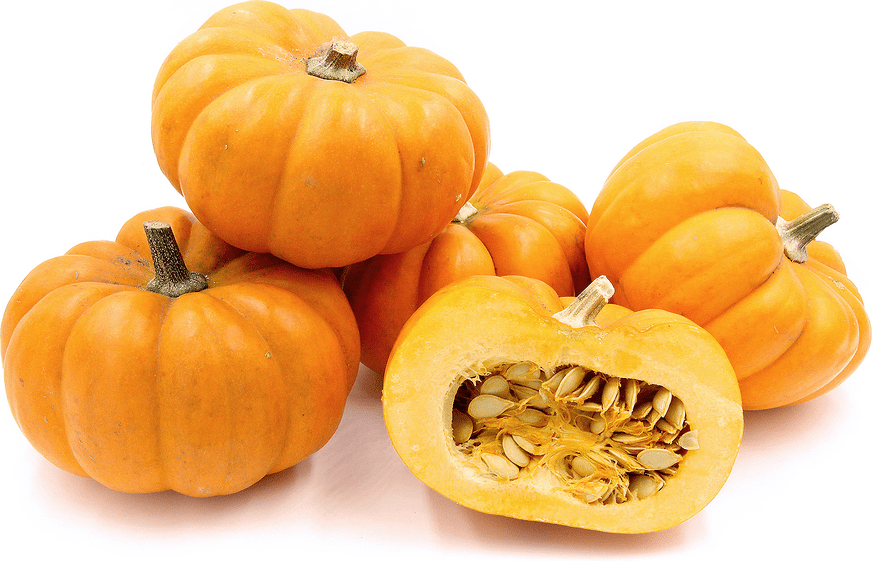 wallpapers Munchkin Pumpkins munchkin pumpkins information and facts