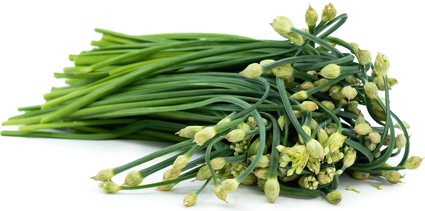 As tempting it may be to pop the whole flower into your mouth, refrain from doing so as the pungency in that quantity can be overwhelming. Garlic Chive Buds Information And Facts