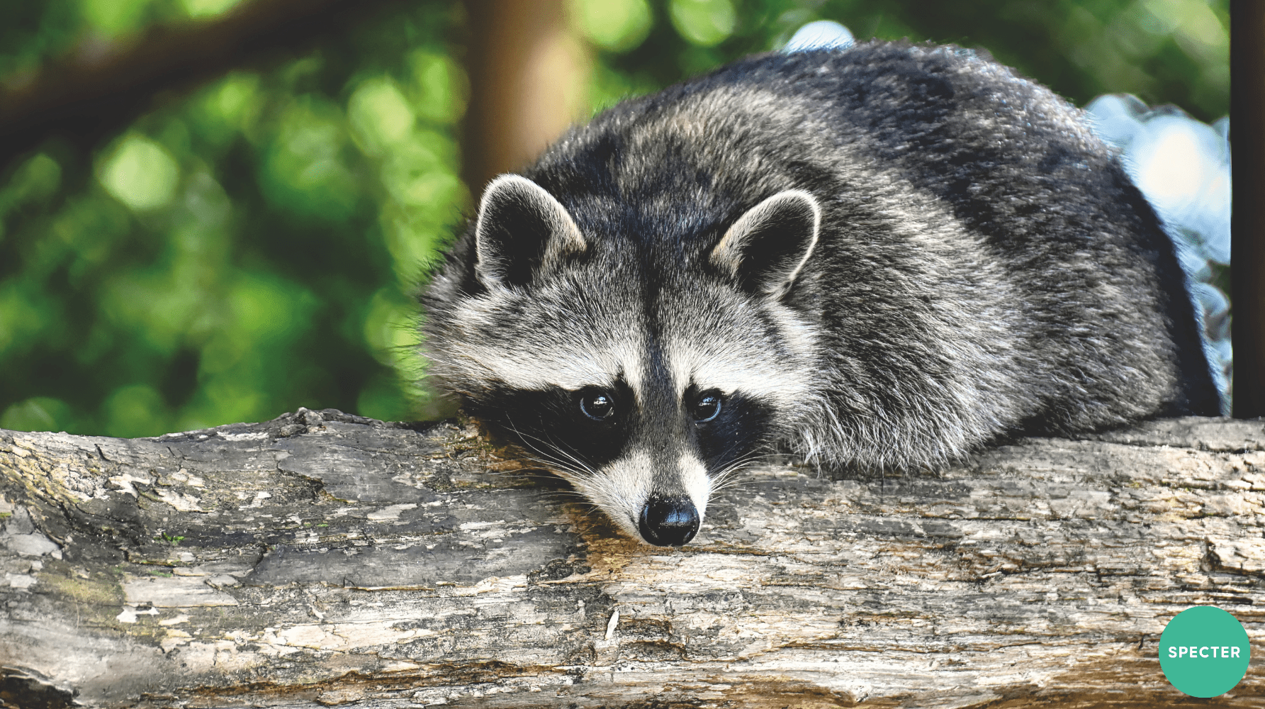 Raccoon Mating Season Risks | Specter Pest Control