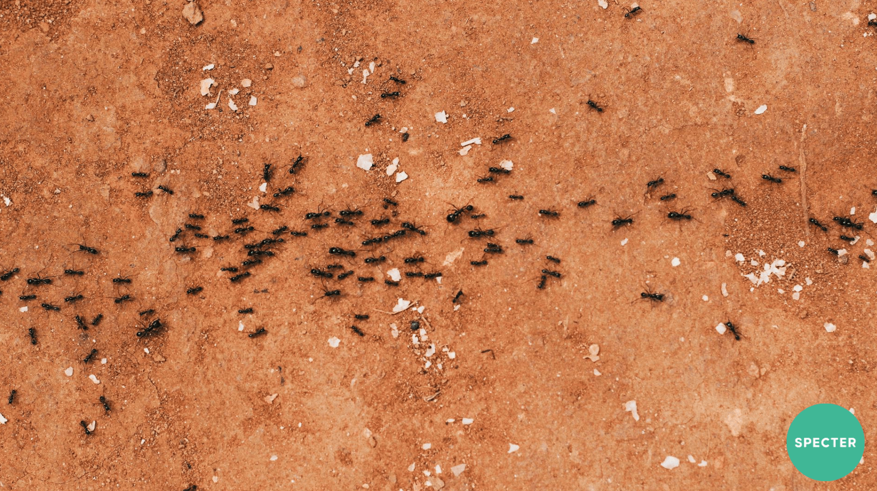 First Ant Trails of Spring