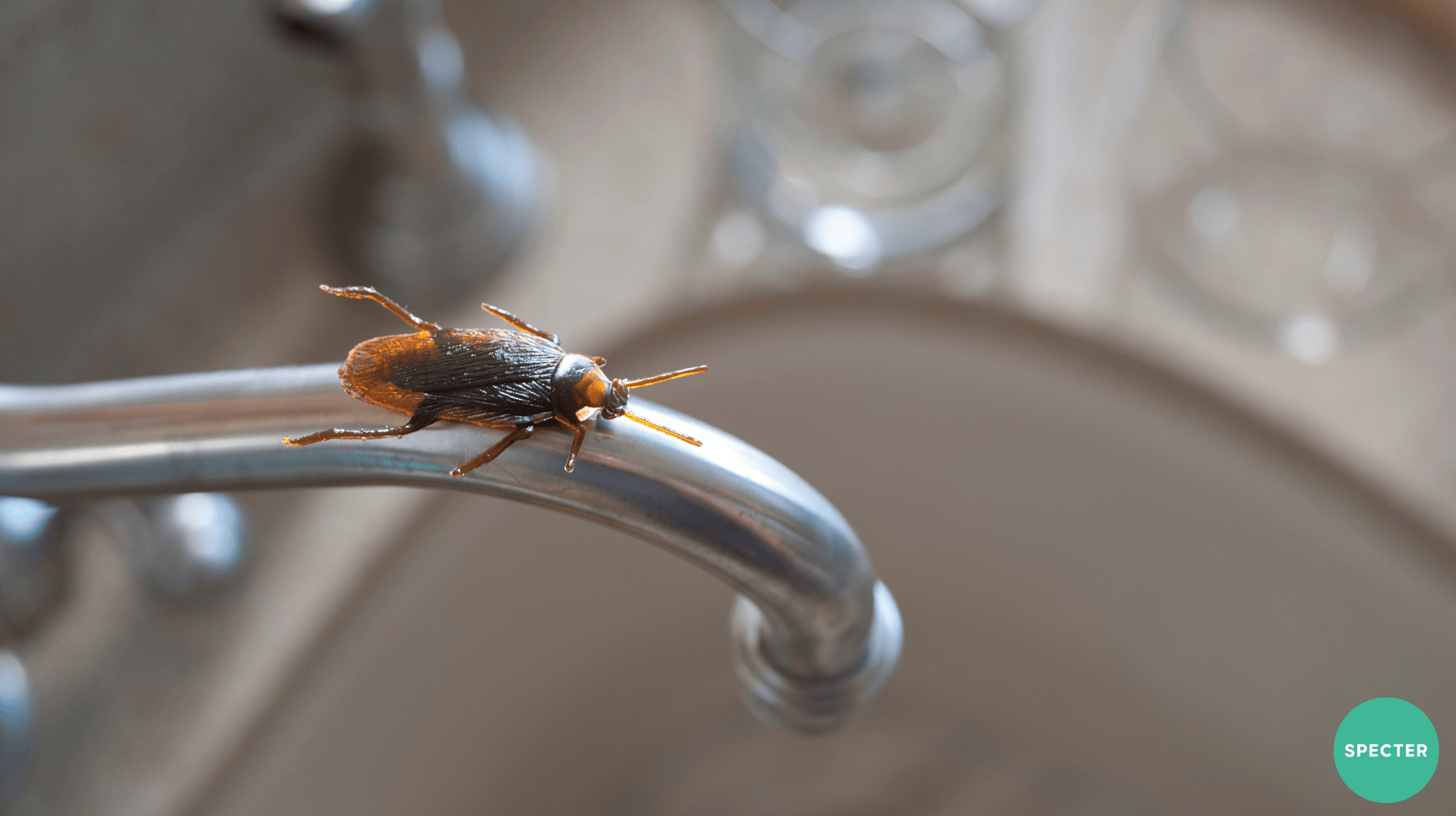 Cockroach