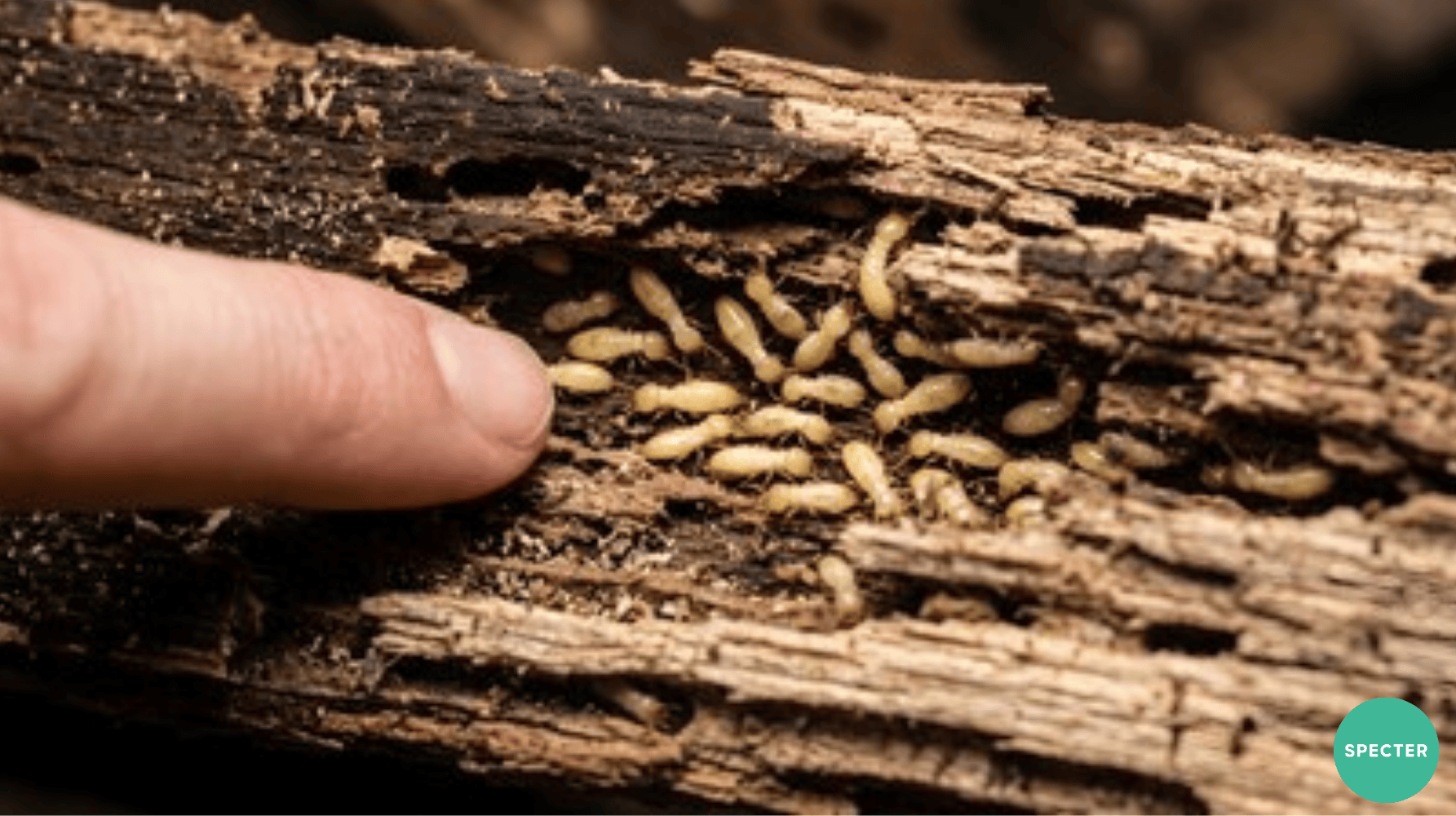 Termites