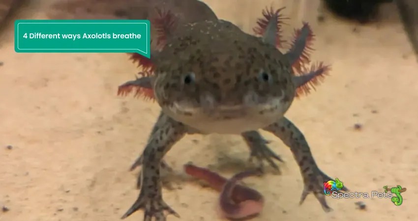 How do axolotls breathe air: [4 unique ways of breathing]