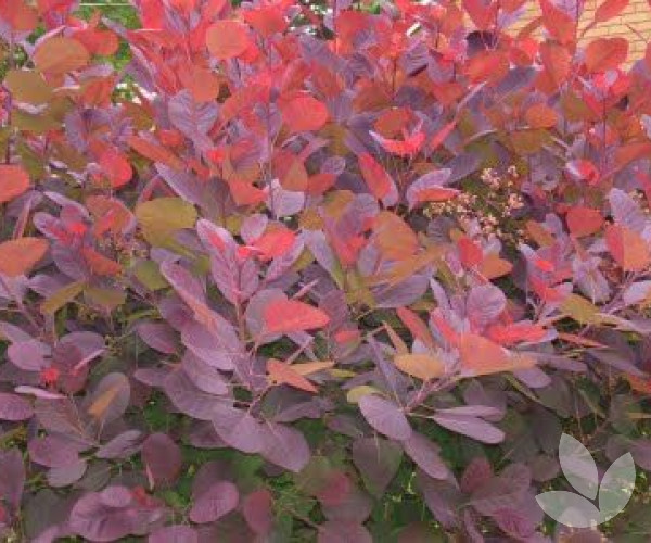 pic Grace Purple Smoke Tree speciality trees
