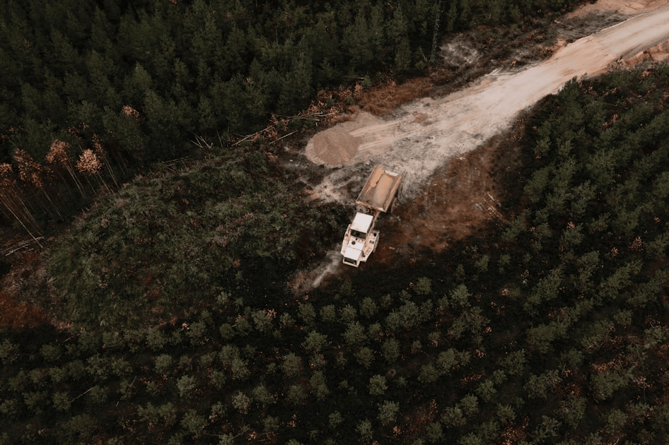 Benefits of Professional Tree Removal