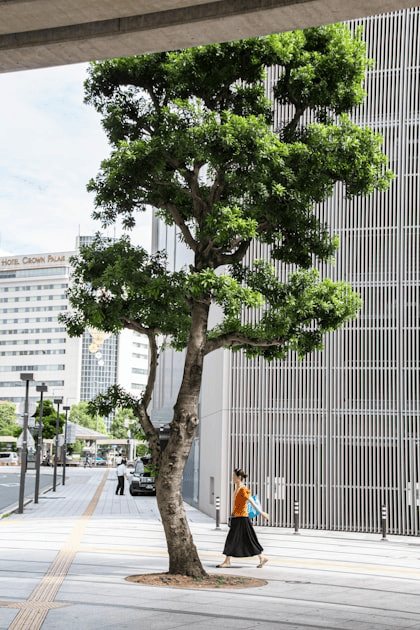 Emergency Tree Services: What You Need to Know