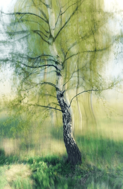 Preparing Your Trees for Winter