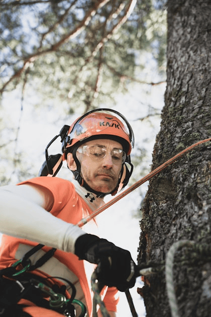 Top Tree Care Tips for Homeowners