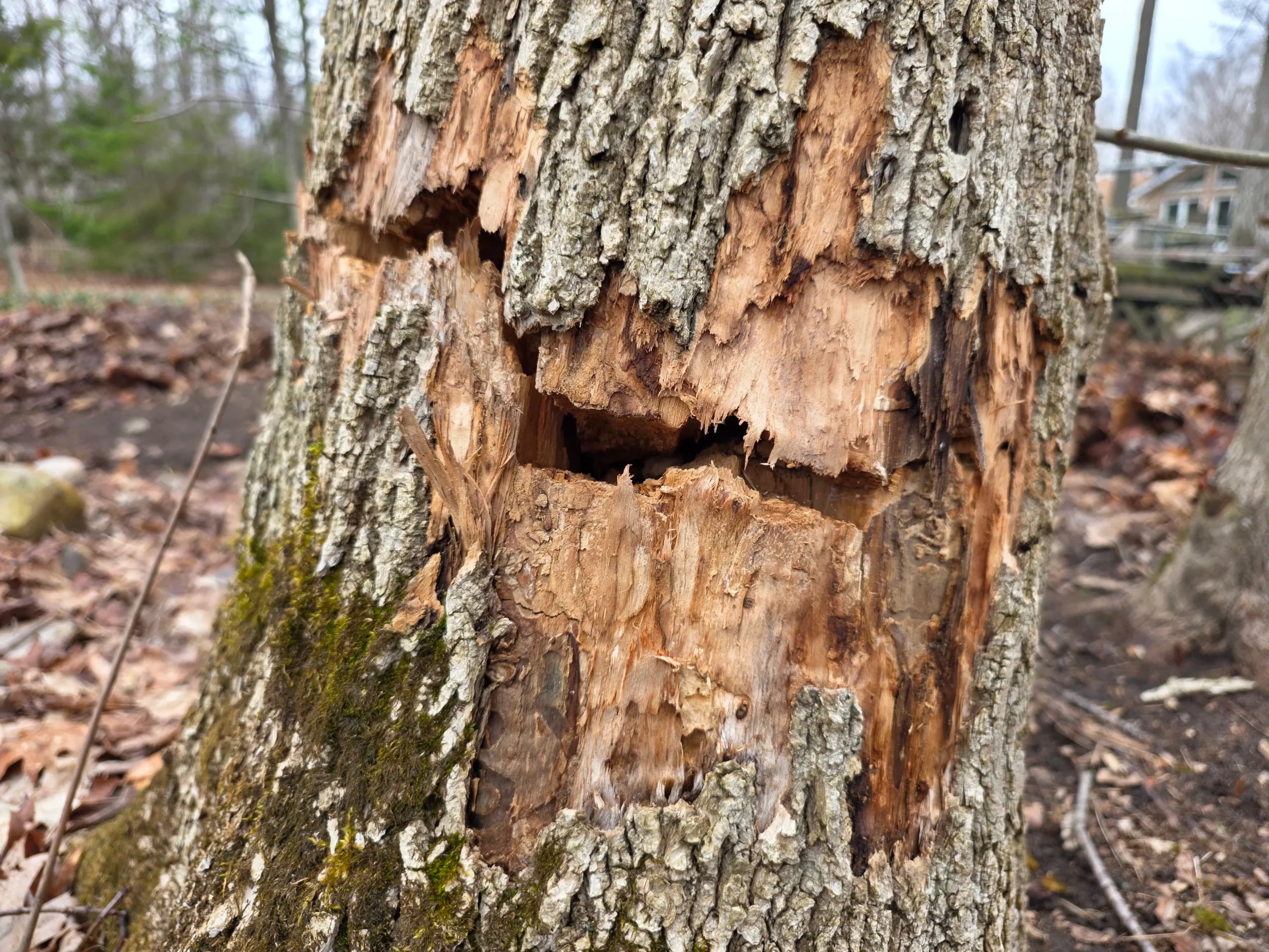 Hazardous Tree Removal