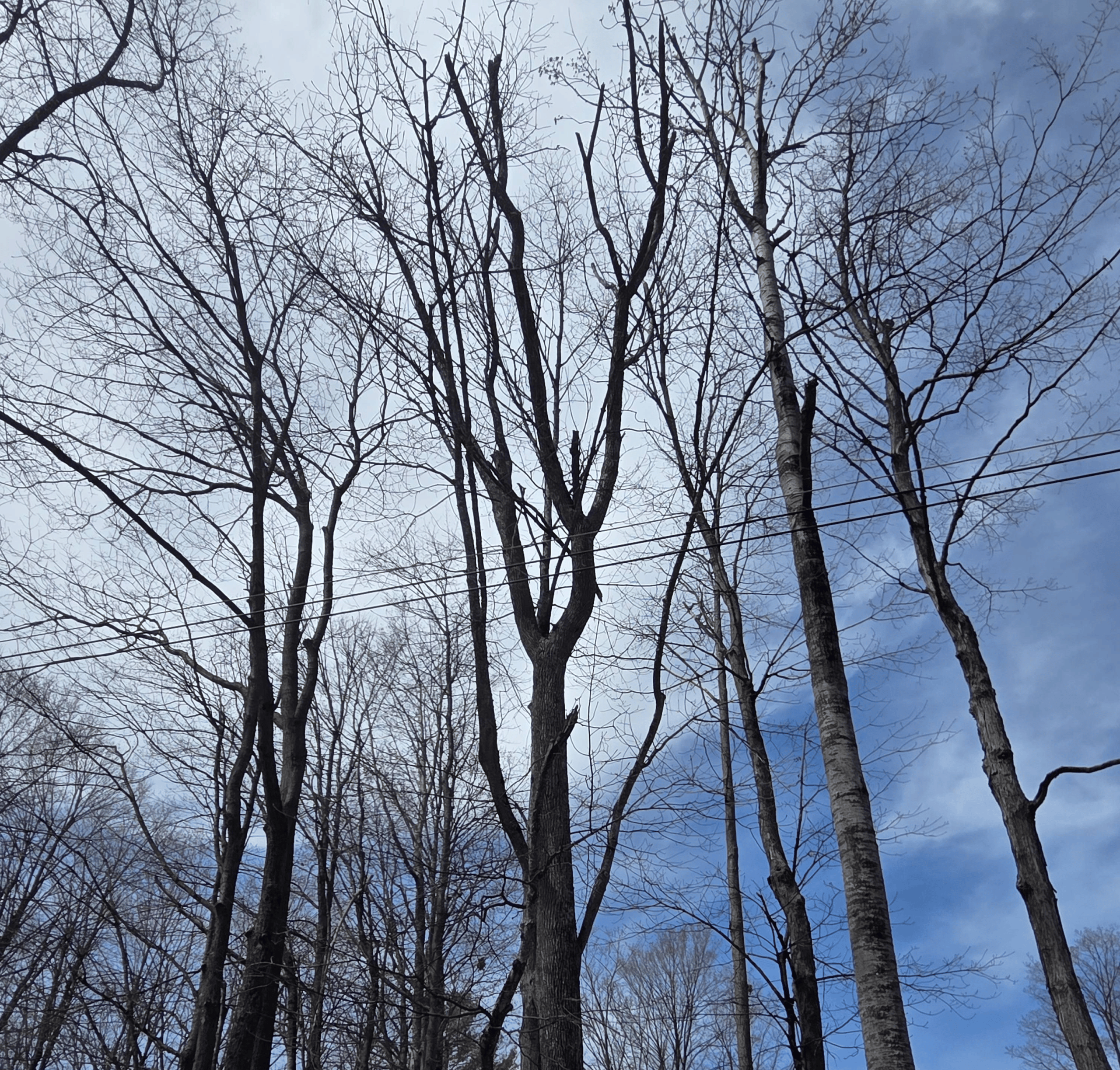 Tree Risk Assessment