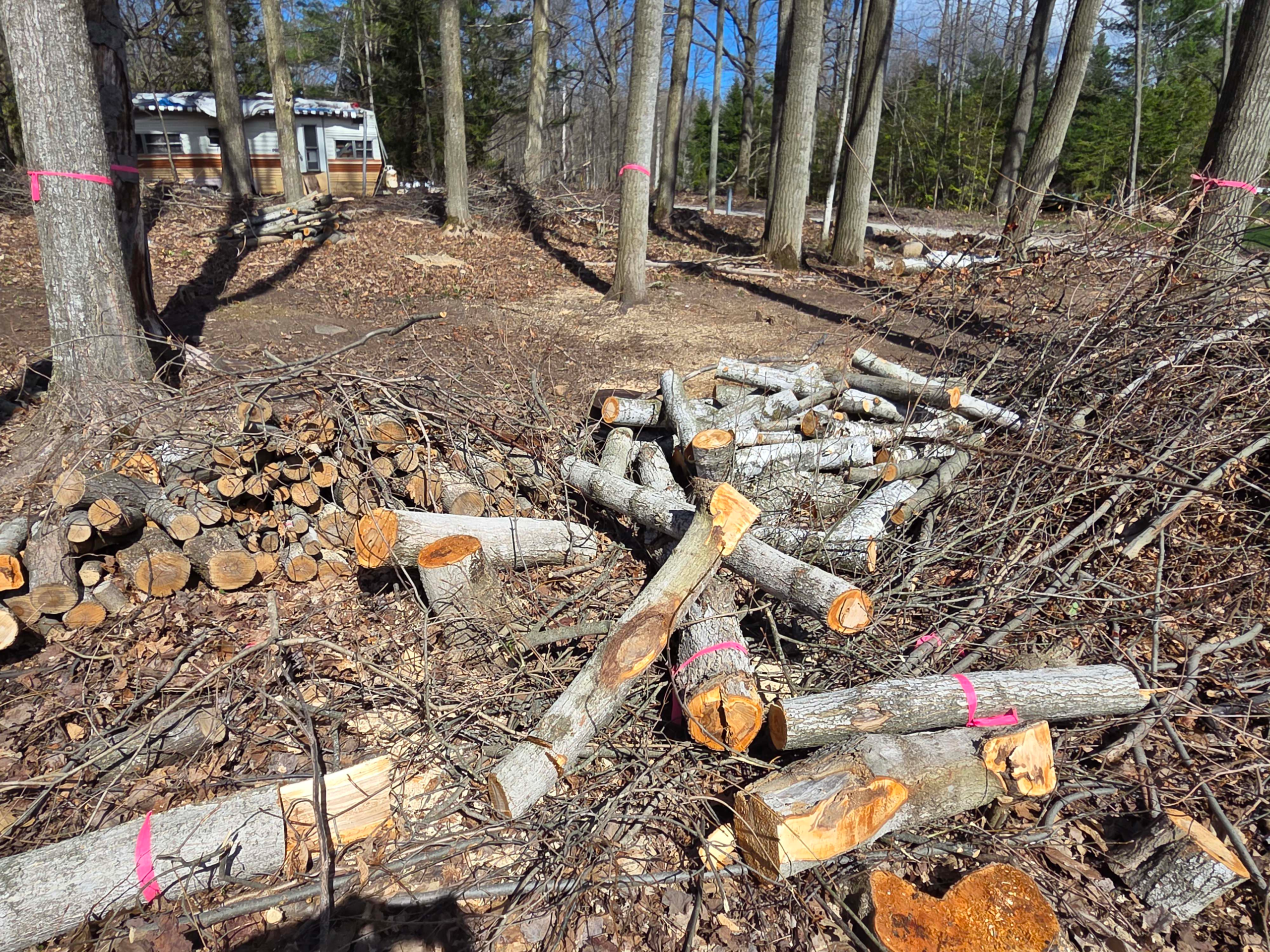 Property Line Clearing
