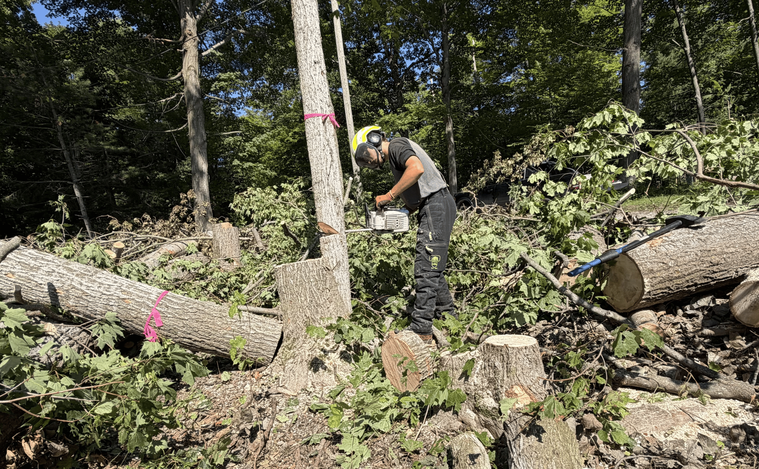 Tree Removal