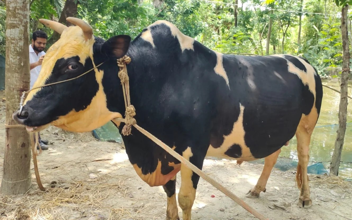 কোরবানিতে চমক ছড়াবে ‘ভয়ংকর’ ও ‘বাদশা বাবু’
