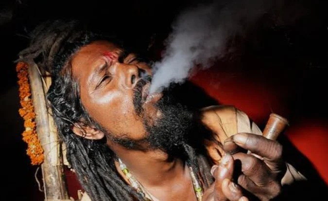 দেশে ৮২ লাখ মাদকসেবীর মধ্যে  ৬১ লাখই গাঁজাখোর!