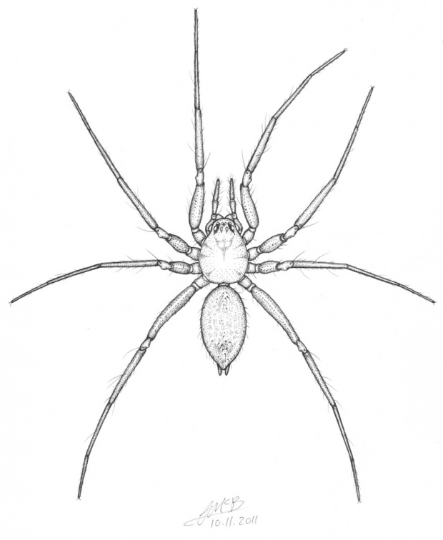 Rearrange these creepy crawlies over and over all month long. Spider Science Archives Spiderhugger