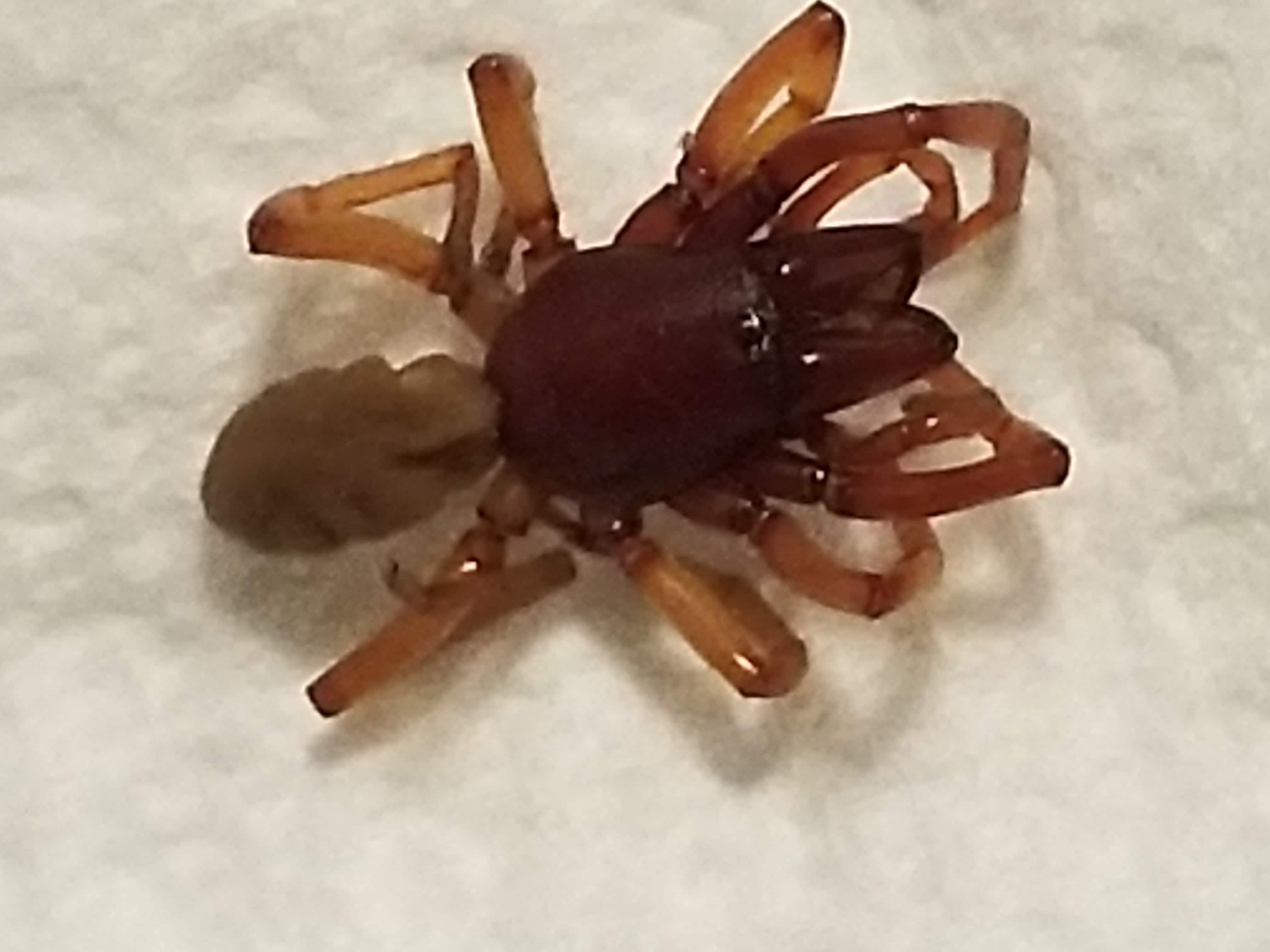 A handful of additional spiders build webs and are very visible around residential areas. Unidentified spider in Chicago , Illinois United States