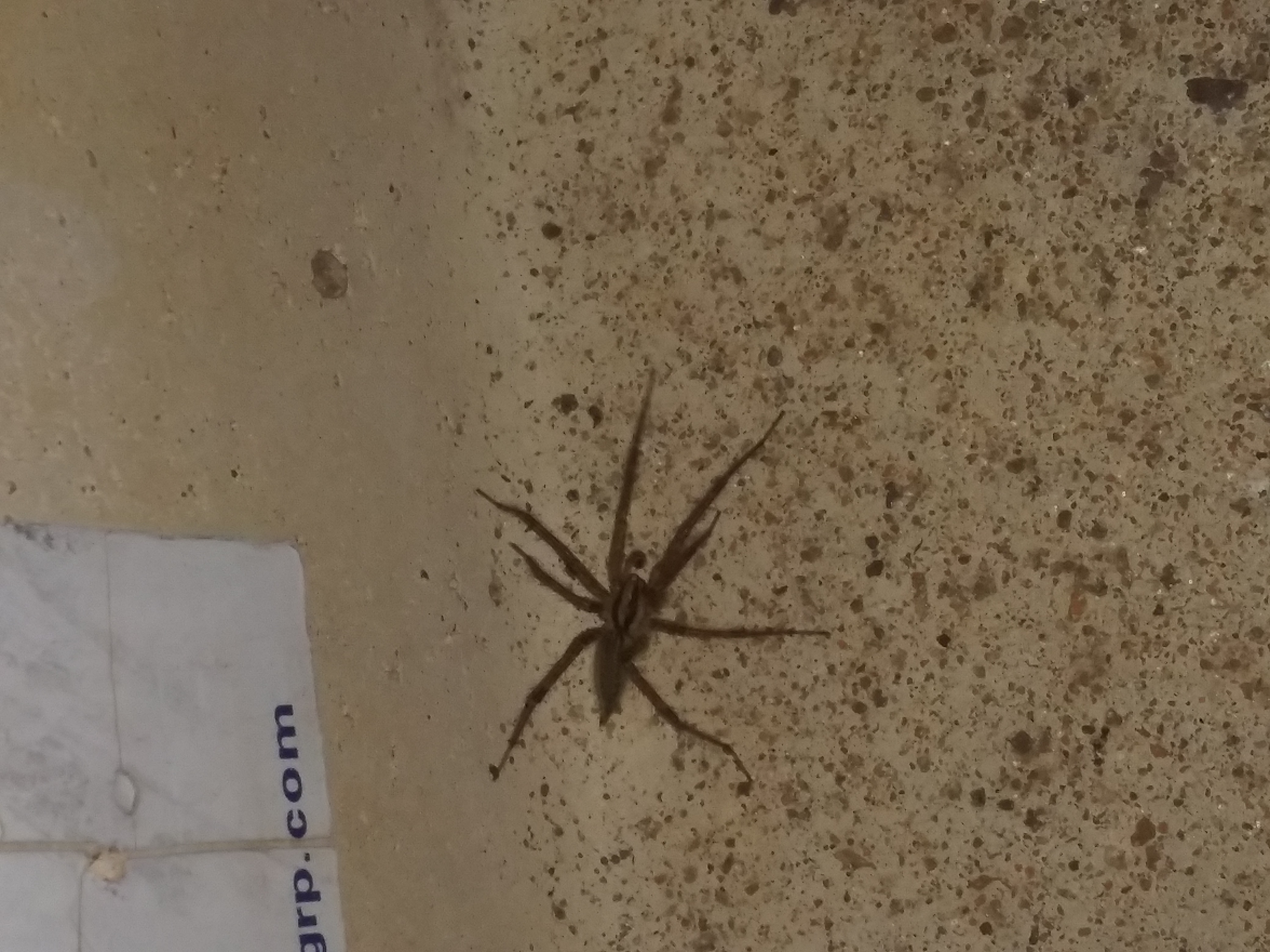 Spiders in kansas