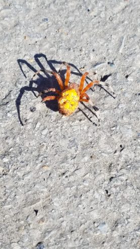 Spiders in kansas