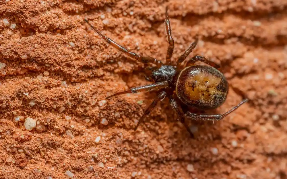 Types of spiders in scotland: list with pictures