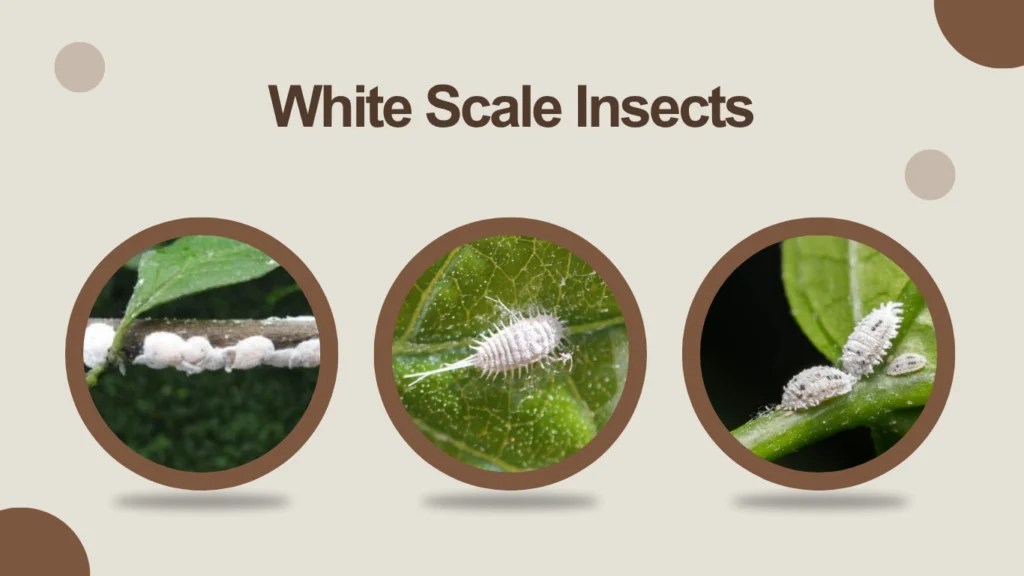 21 small white bugs in the house: identification with pictures