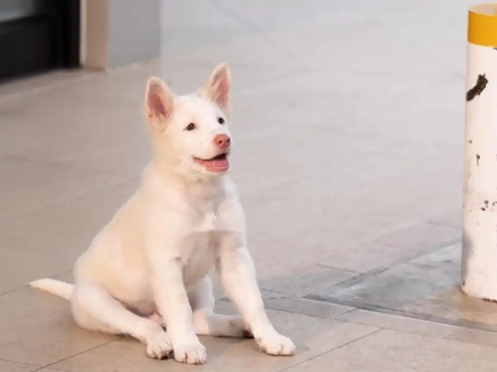 โกฮัง..หัวใจโกโฮม ปรากฎการณ์ระหว่างการตายของหมาในภาพยนตร์กับผู้ชม