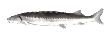 Play the spinning fish game
