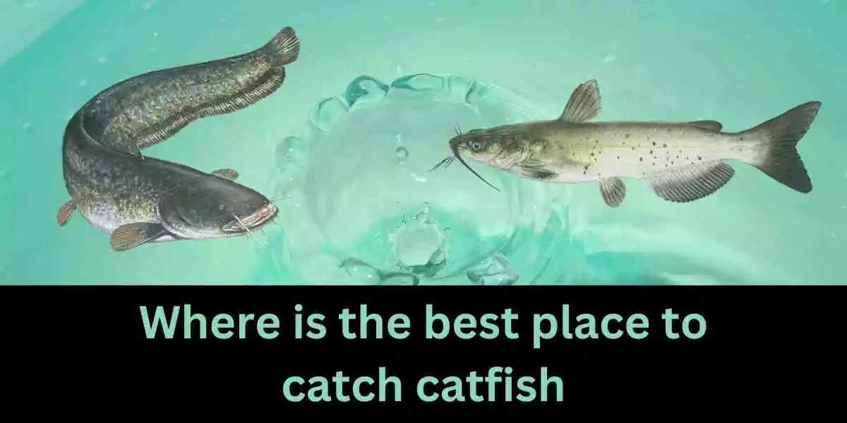 Where is the best place to catch catfish in the USA? A Fisherman's Guide