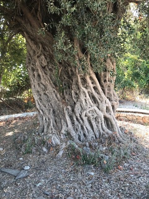 Photograph of a tree with twisting roots