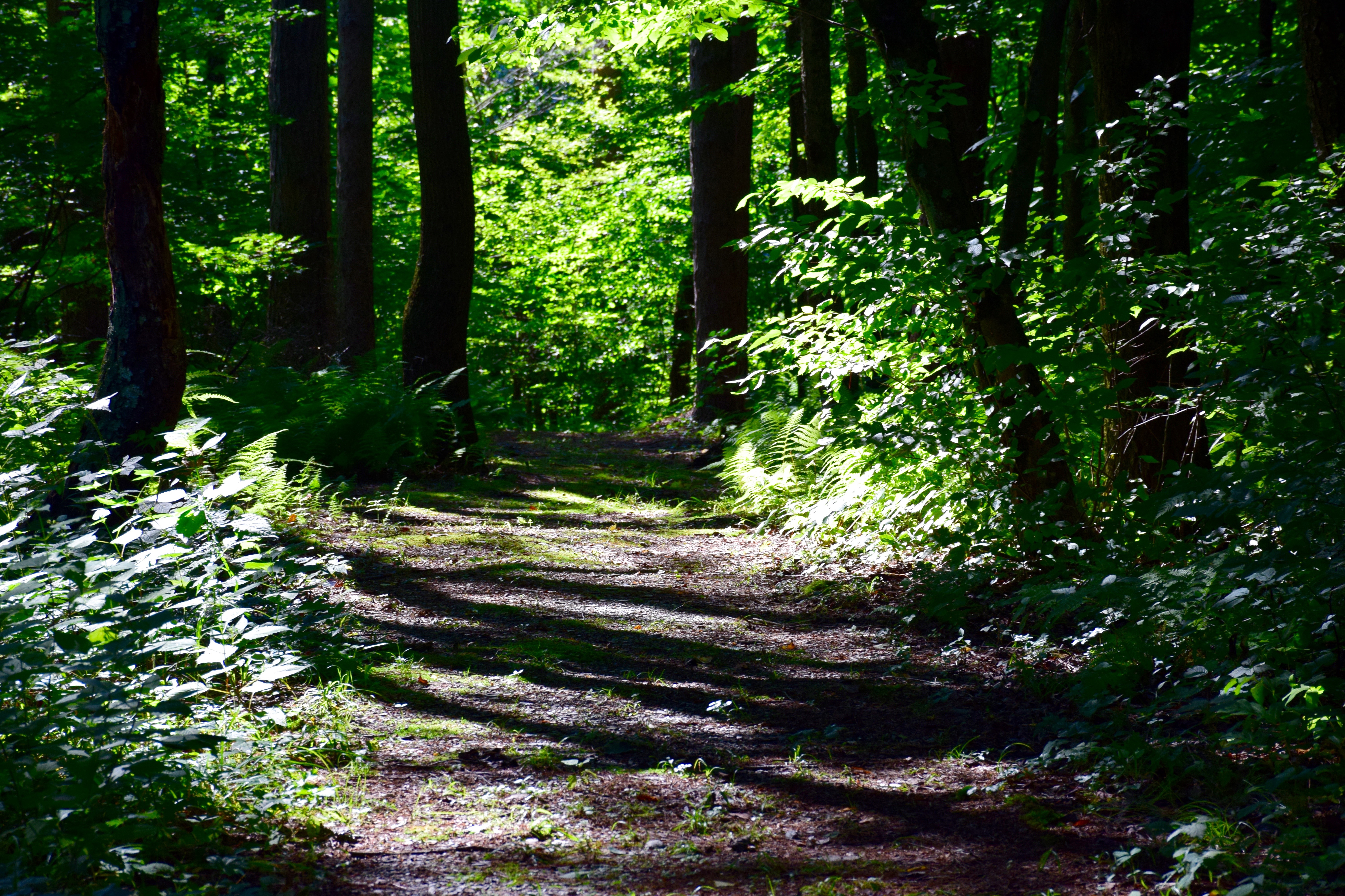 Some paths have a natural light