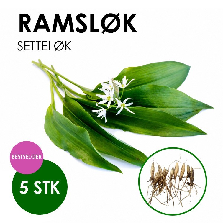Ramsløk setteløk | Allium Ursinum