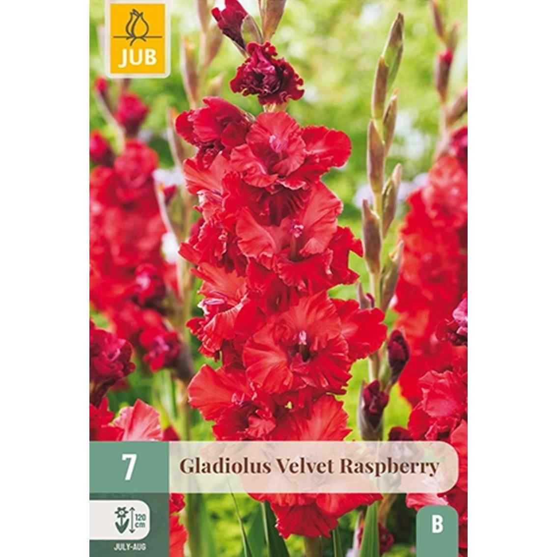 Gladioler "Velvet Raspberry" - 7 knoller