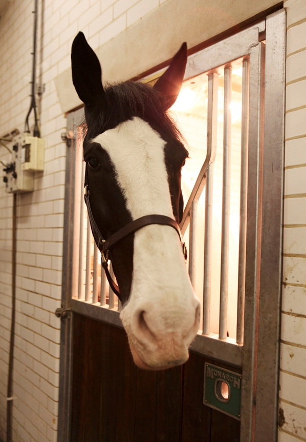 その他 house on the hill Bodysuit (Brown Horse) Bodysuit (Tile) | House on the Hill
