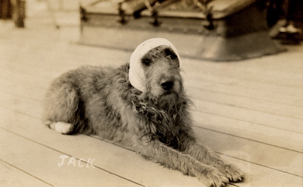 Libby Hall, Collector Of Dog Photography | Spitalfields Life